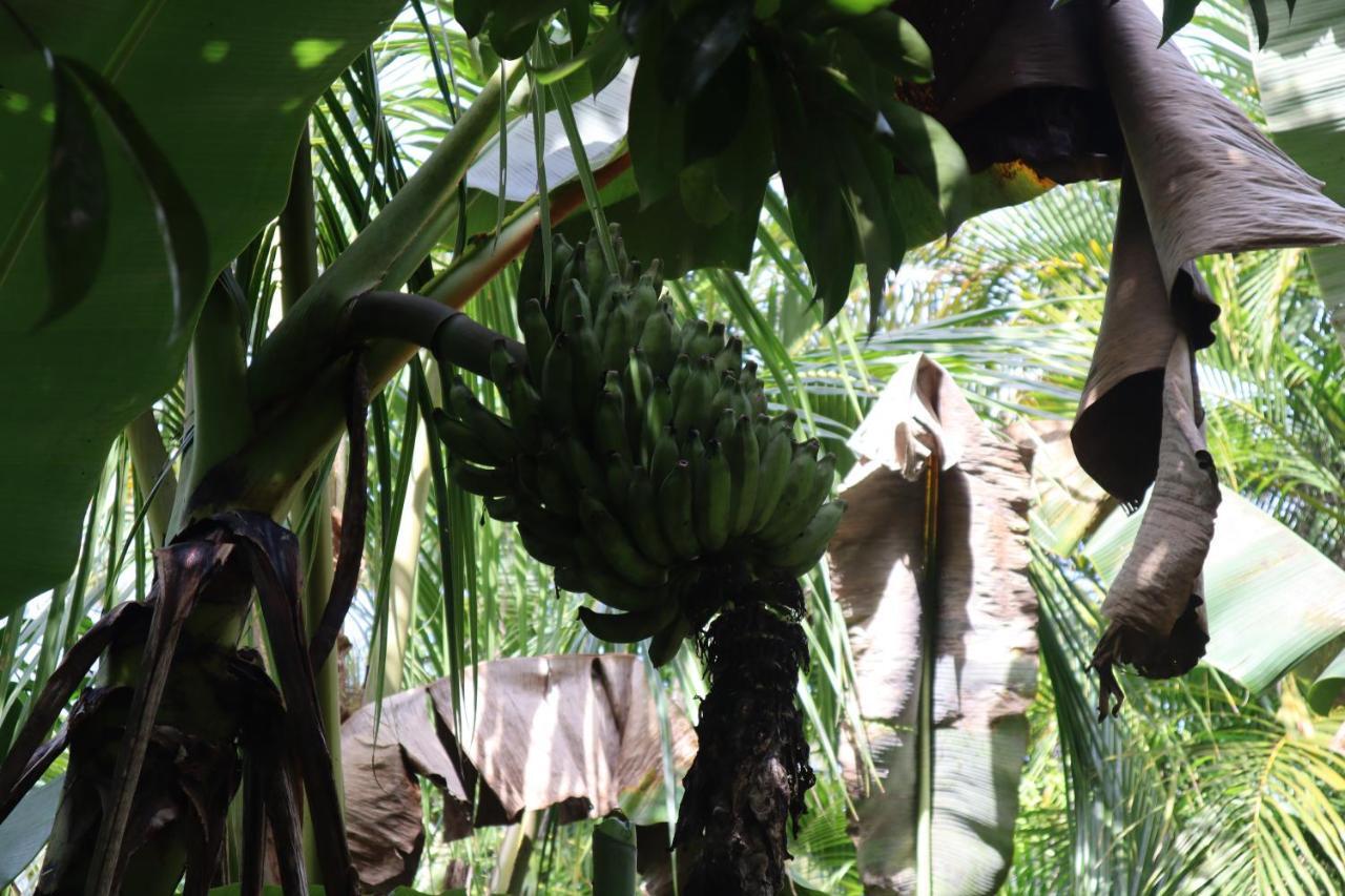 Paradise Eco Village Pahoa Eksteriør billede