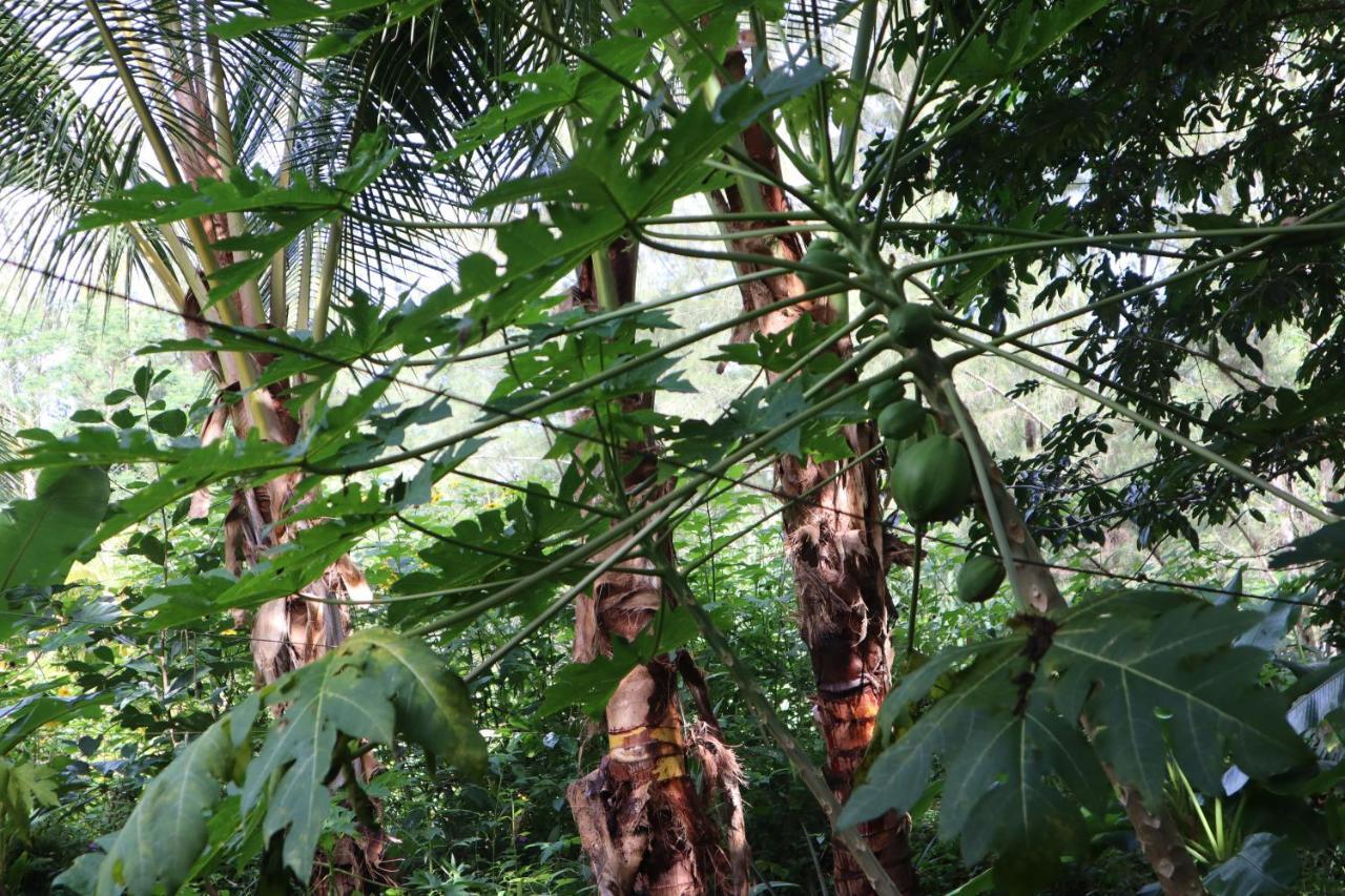 Paradise Eco Village Pahoa Eksteriør billede